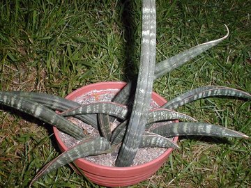 Sansevieria fischeri